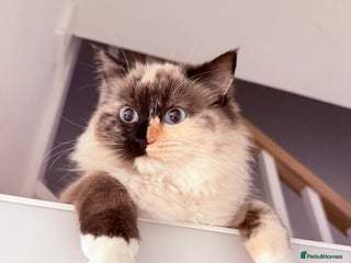 Ragdoll cats A very happy ragdoll girl - Advert 2