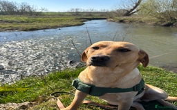 Mixed Breed dogs for sale: Beautiful Bella 🩷 - Image 2
