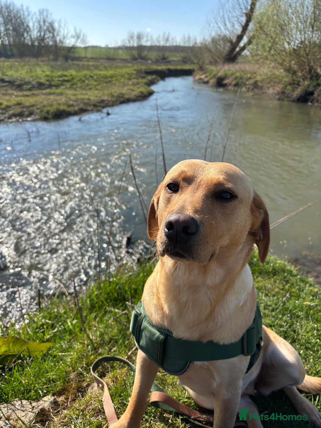 Mixed Breed dogs for sale: Beautiful Bella 🩷 - Image 2