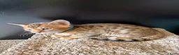 Bengal cats for sale: 🐾 Purebred Bengal Kittens for Sale 🐾 - Advert 4