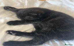 Mixed Breed cats for sale: 5 Male Kittens looking for their forever homes - Image 10