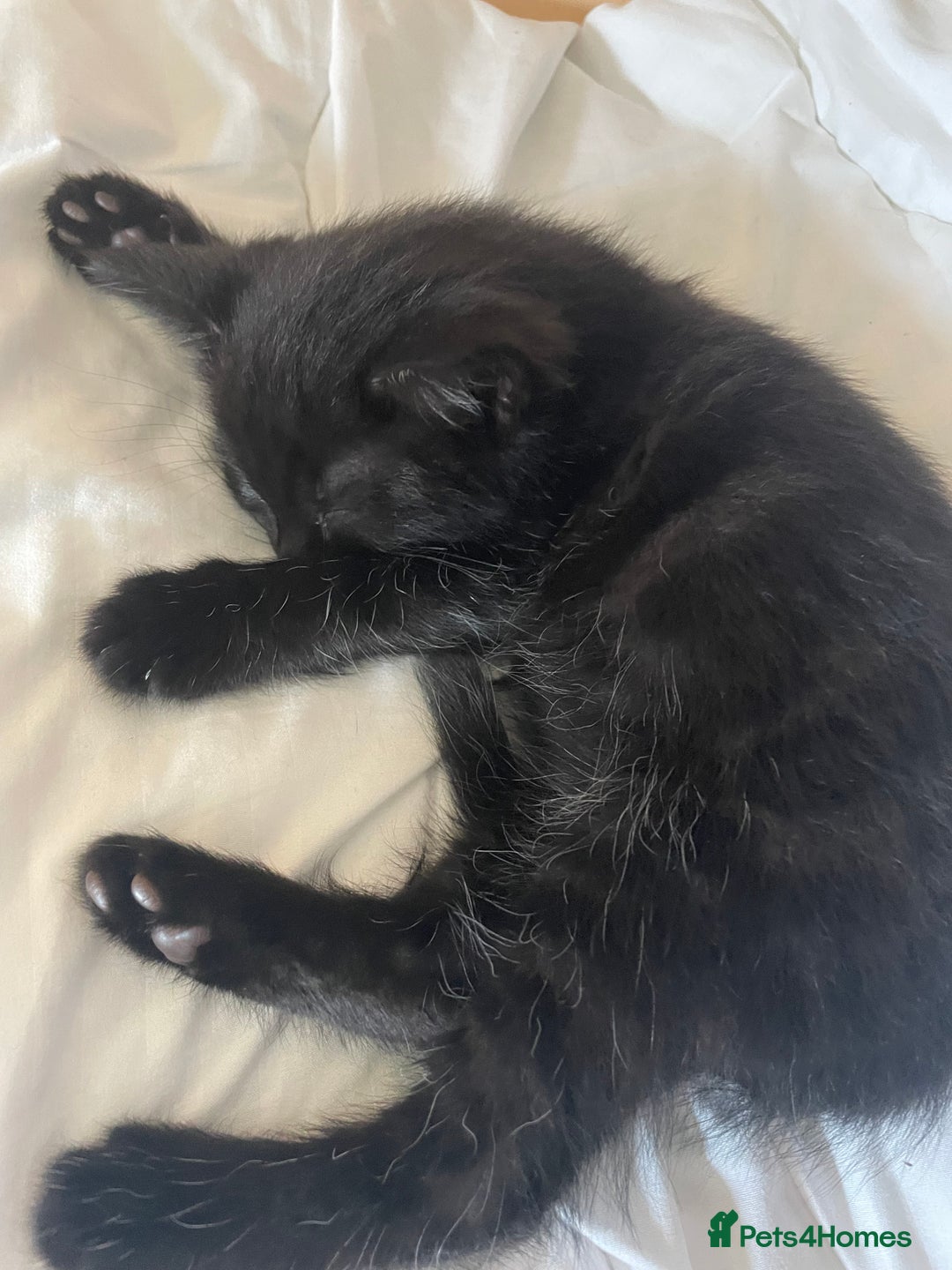 Mixed Breed cats for sale: 5 Male Kittens looking for their forever homes - Image 10