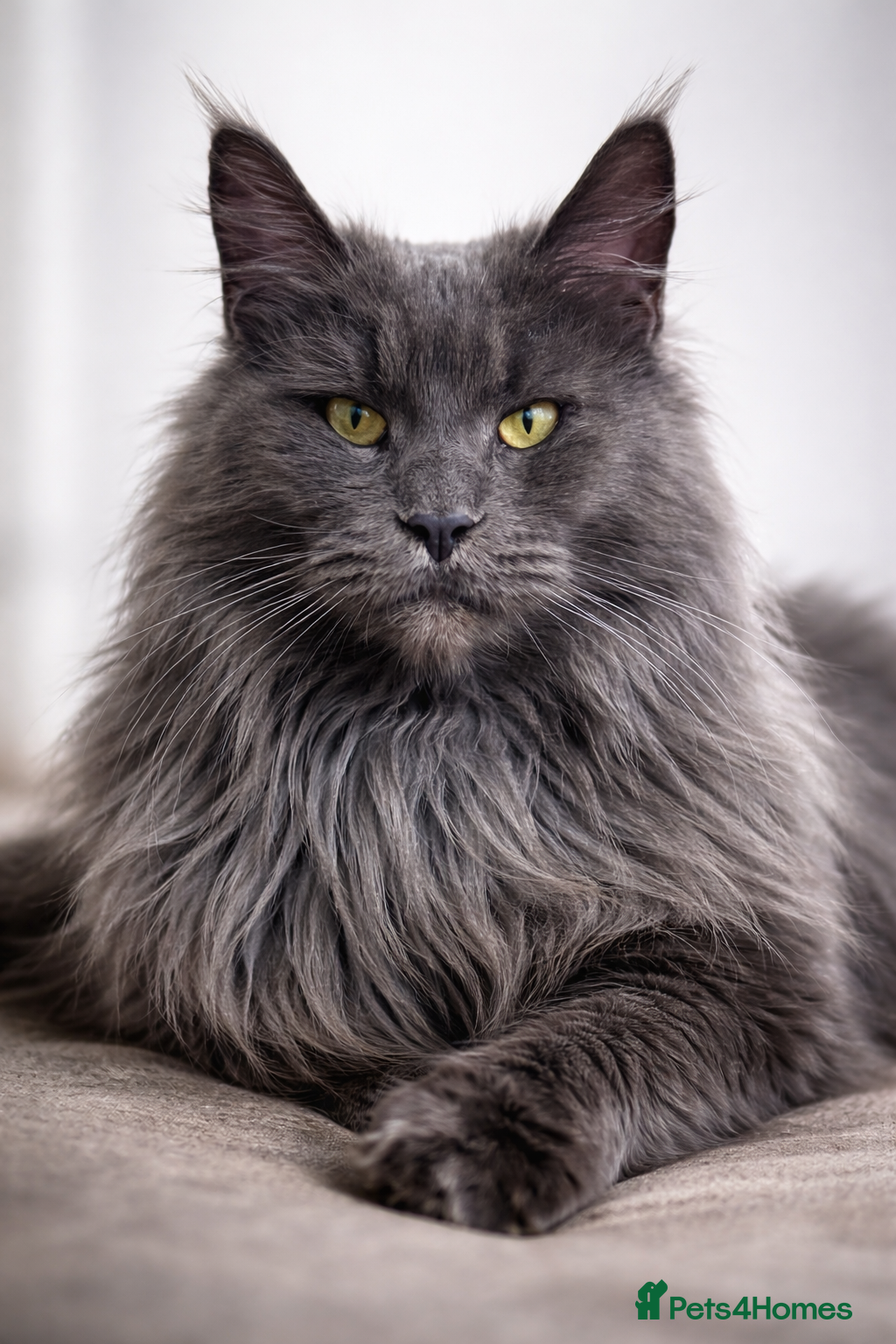 Maine Coon cats Maine Coon kittens XXL - Advert 2