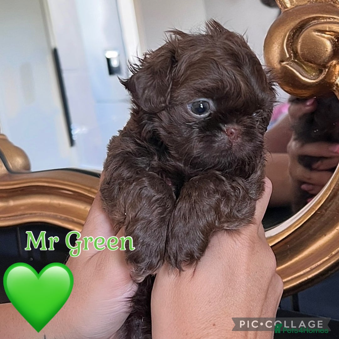 Shih Tzu dogs for sale: Stunning KC chocolate imperial Shihtzu puppies - Image 38