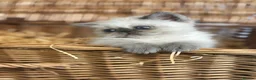 Exotic cats for sale: 2 STUNNING EXOTIC MALE KITTENS  - Advert 6