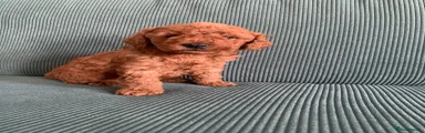 Toy Poodle Puppy 4