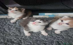 Maine Coon cats for sale: Maine Coon Kittens purebred – Reserve Now - Image 19