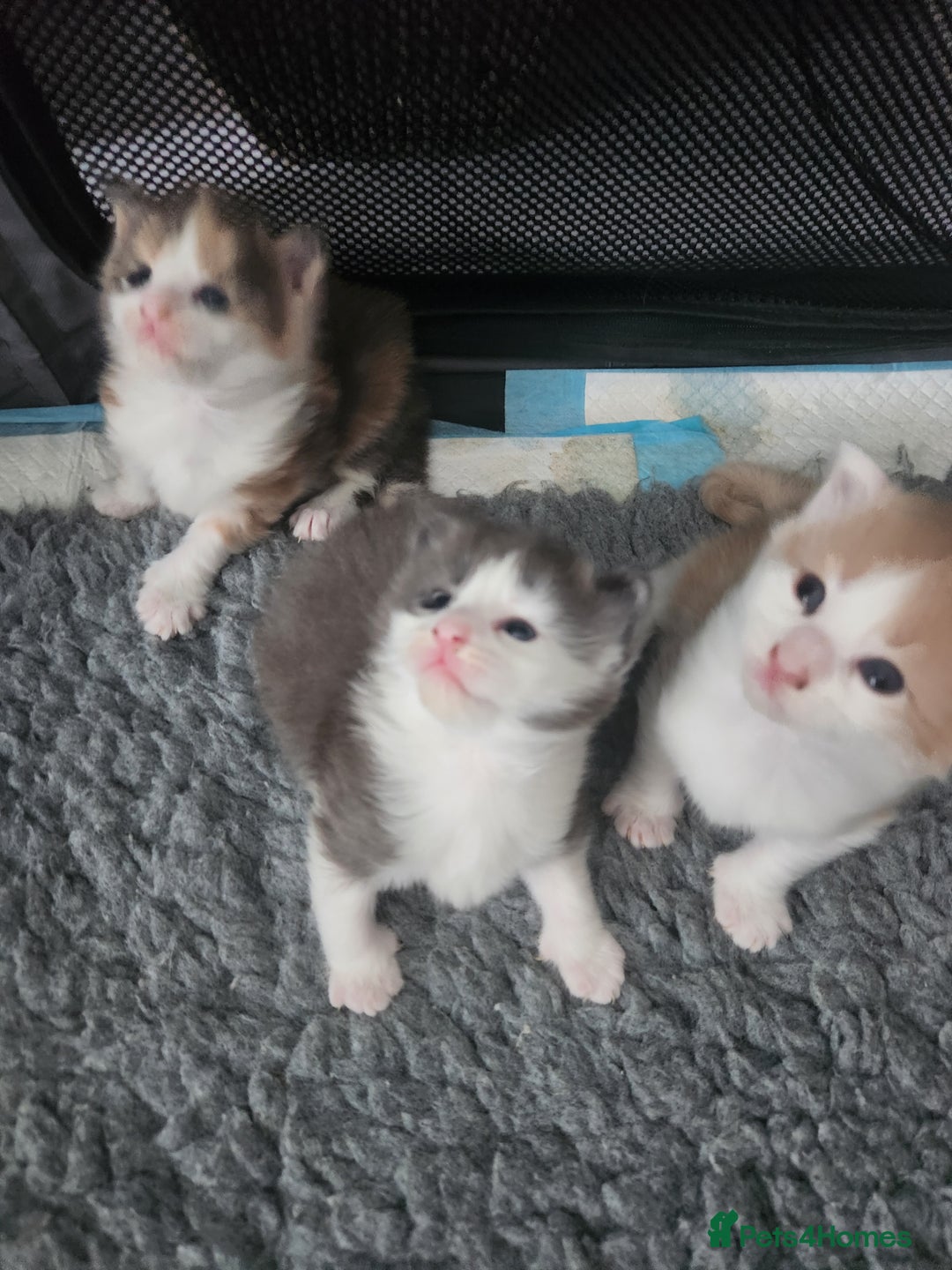 Maine Coon cats for sale: Maine Coon Kittens purebred – Reserve Now - Image 19