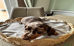 Miniature Dachshund dogs for sale: Miniature Dachshund Puppies  - Image 11