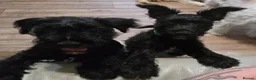 Miniature Schnauzer dogs for sale: Miniature schnauzer puppies  - Advert 10