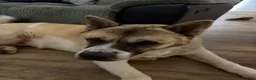 Akita dogs for sale: Kuma Akita - Advert 4