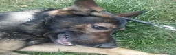 German Shepherd dogs for sale: Rehoming - Advert 6
