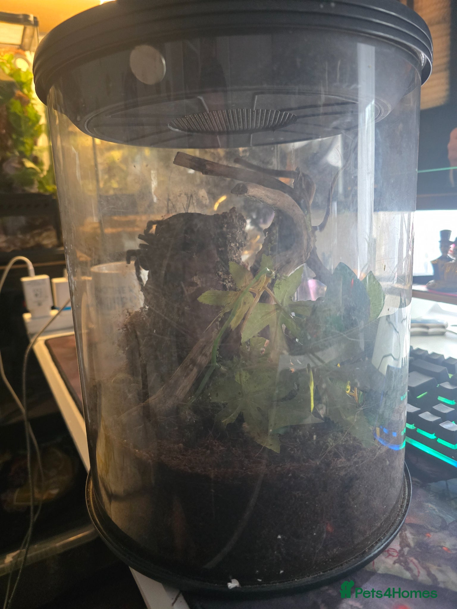 Mixed Breed reptiles for sale: Reptiles, Tarantulas & Enclosures for Sale in Bradford - Advert 16