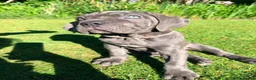 Cane Corso dogs for sale: Cane Corso puppies (1 female left)  - Advert 16