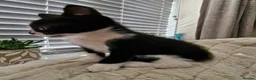 Mixed Breed cats for sale: Last 2 Kittens Ready Now - Advert 4