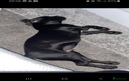 Cane Corso dogs for sale:  Gorgeous boy Cane corso  - Image 4