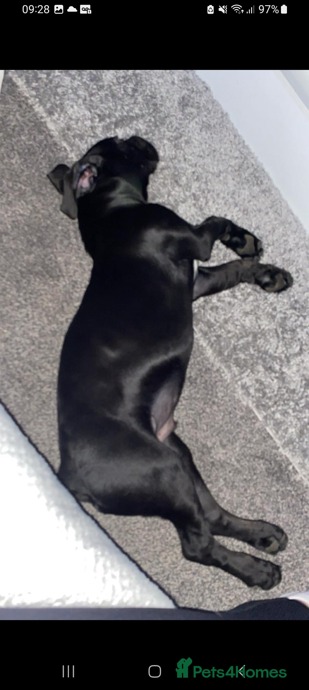 Cane Corso dogs for sale:  Gorgeous boy Cane corso  - Image 4