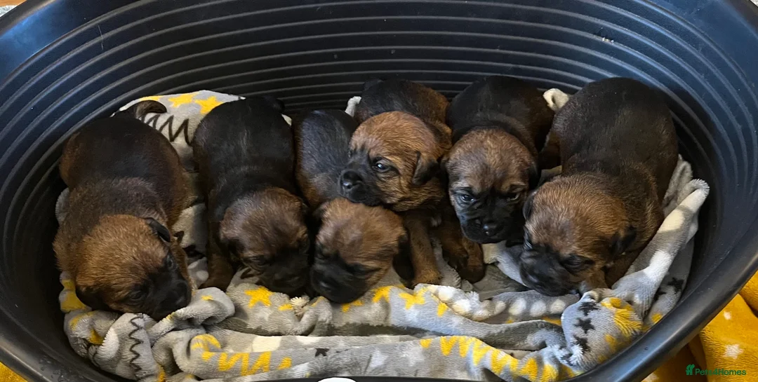 Border Terrier dogs for sale: KC registered Border Terrier Pups - Advert 1