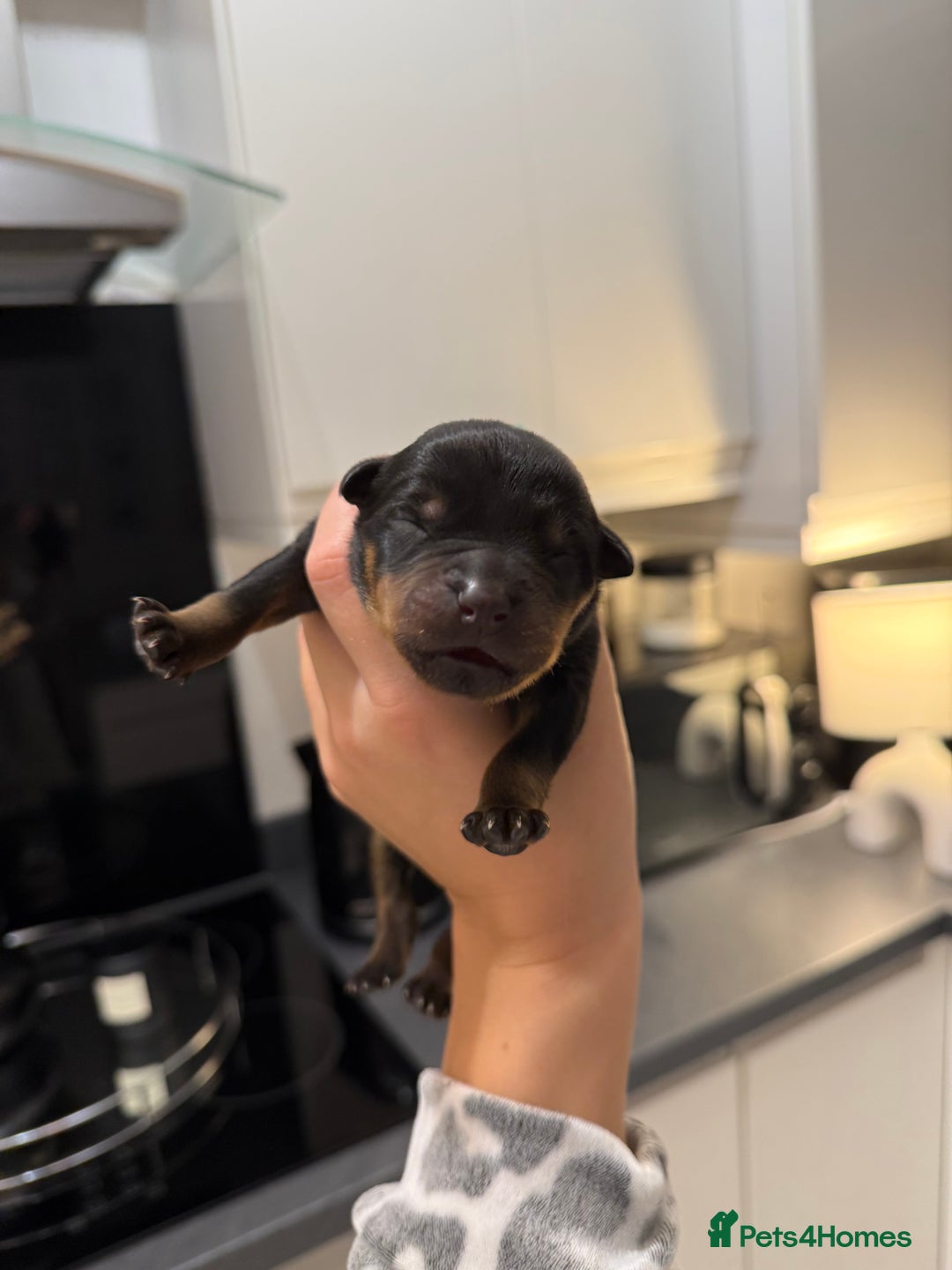 Rottweiler dogs for sale: Chunky Rottweiler puppies - Advert 15