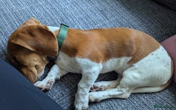 Miniature Dachshund dogs for sale: Piebald dachshund  - Image 3