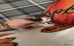 Mixed Breed cats for sale: Kittens for sale 1 female and 1 male  - Image 5