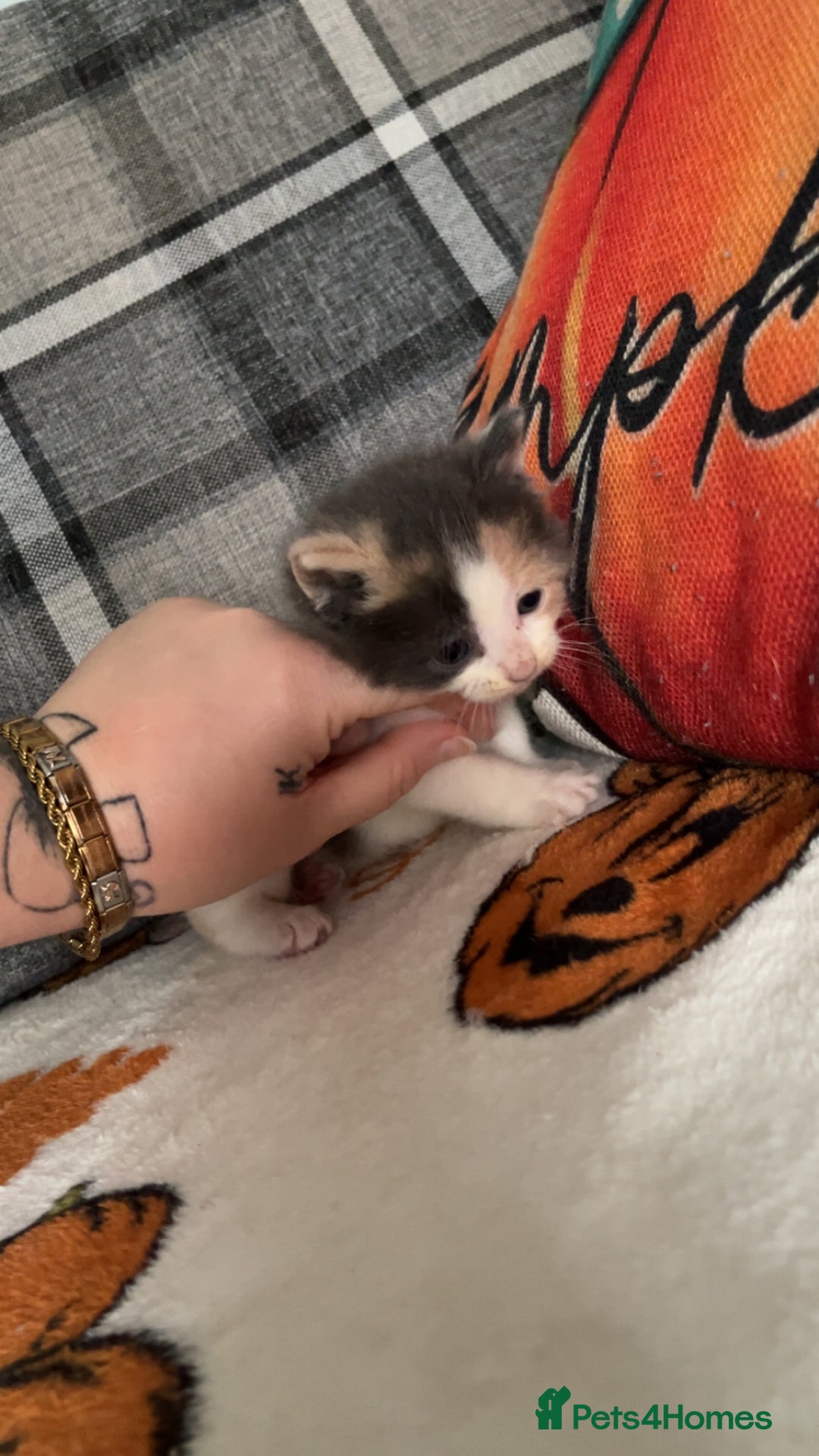Mixed Breed cats for sale: Kittens for sale 1 female and 1 male  - Image 5