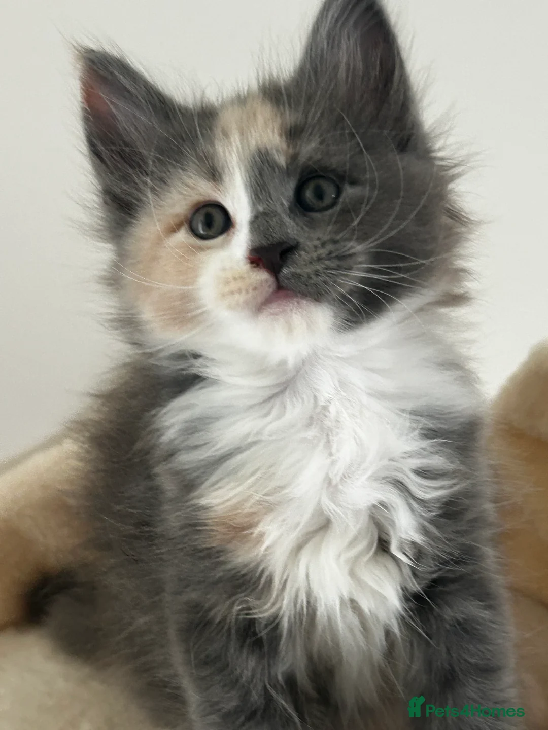 Maine Coon cats for sale: Find Your Purrfect Match! - Advert 20