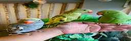 Ringnecks birds for sale: Hand Reared Baby Indian Ringneck Parrots For Sale - Advert 13