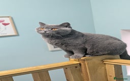 British Shorthair cats for sale: Gccf reg .Lilac British Shorthair  - Image 11