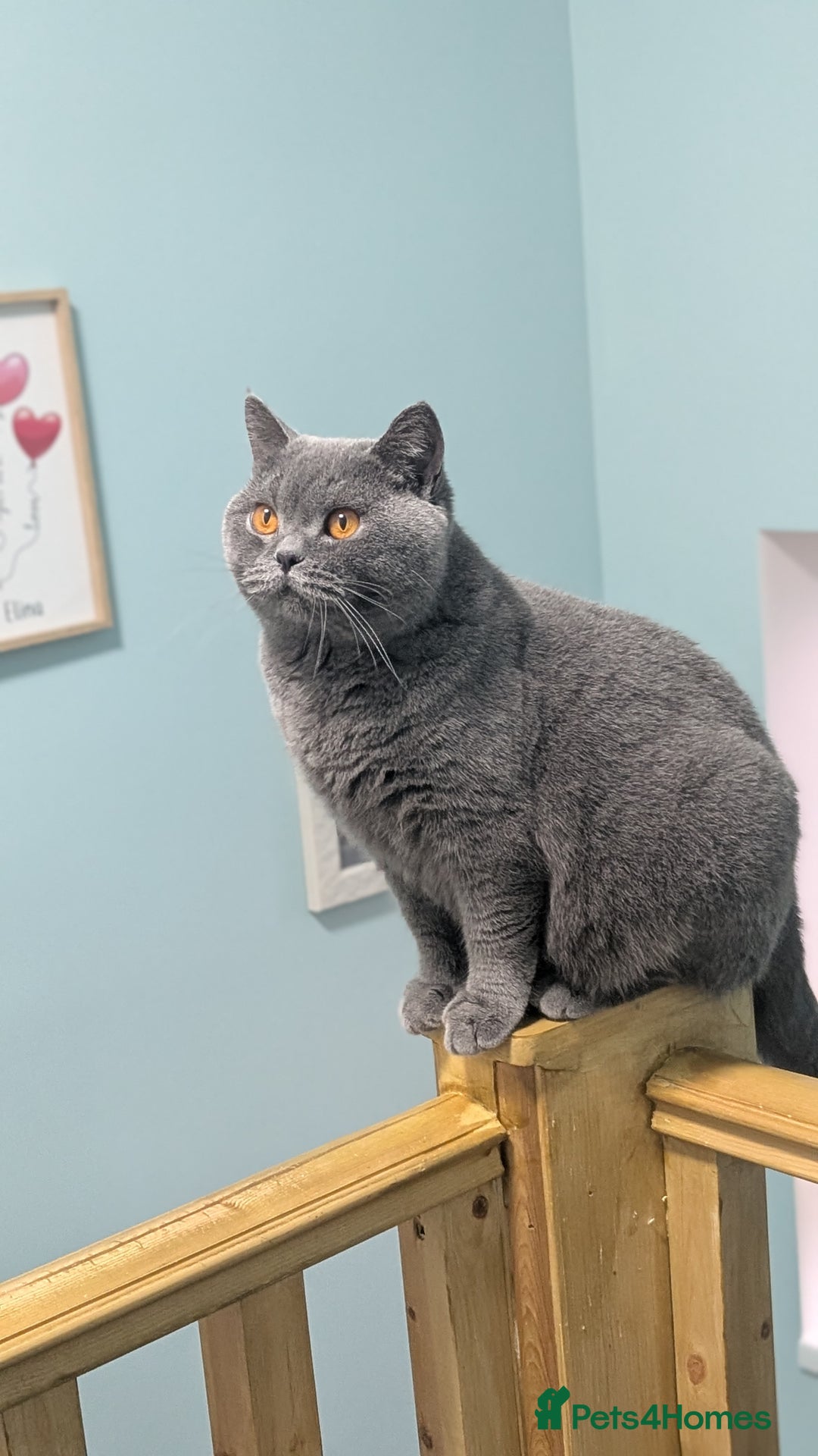 British Shorthair cats for sale: Gccf reg .Lilac British Shorthair  - Image 11