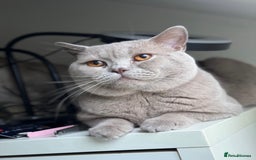 British Shorthair cats for sale: British Shorthair Kittens - Image 13