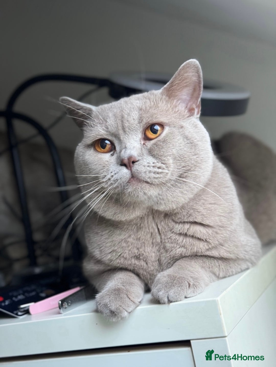 British Shorthair cats for sale: British Shorthair Kittens - Image 13