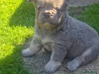 French Bulldog dogs Adorable Fluffy Frenchie - Advert 1