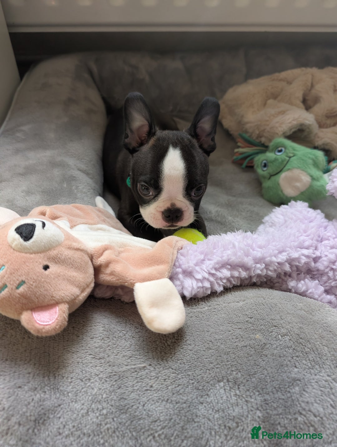 Boston Terrier dogs for sale: SOLD** - Advert 12