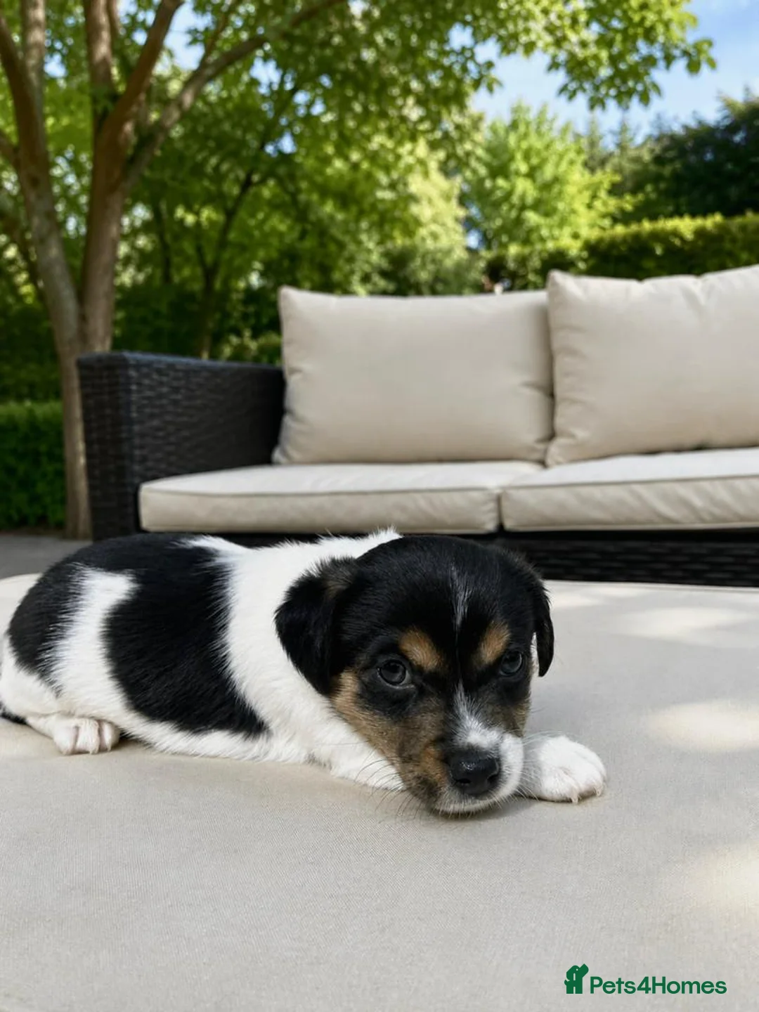 Jack Russell dogs for sale: 💙 Little Man ( Jack Russell ) 💙  - Advert 1