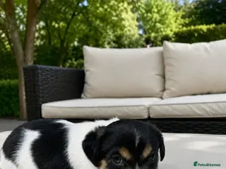 Jack Russell dogs for sale: 💙 Little Man ( Jack Russell ) 💙 - Advert 1