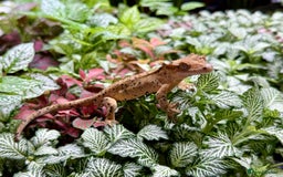 Lizard reptiles for sale: Mixture of Crested Geckos - Image 10