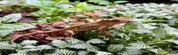 Lizard reptiles for sale: Mixture of Crested Geckos - Advert 10