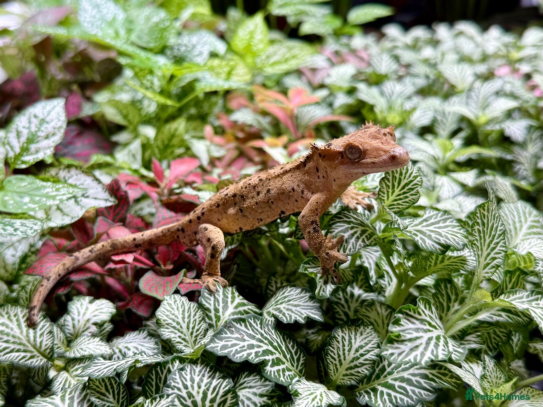 Lizard reptiles for sale: Mixture of Crested Geckos - Image 10