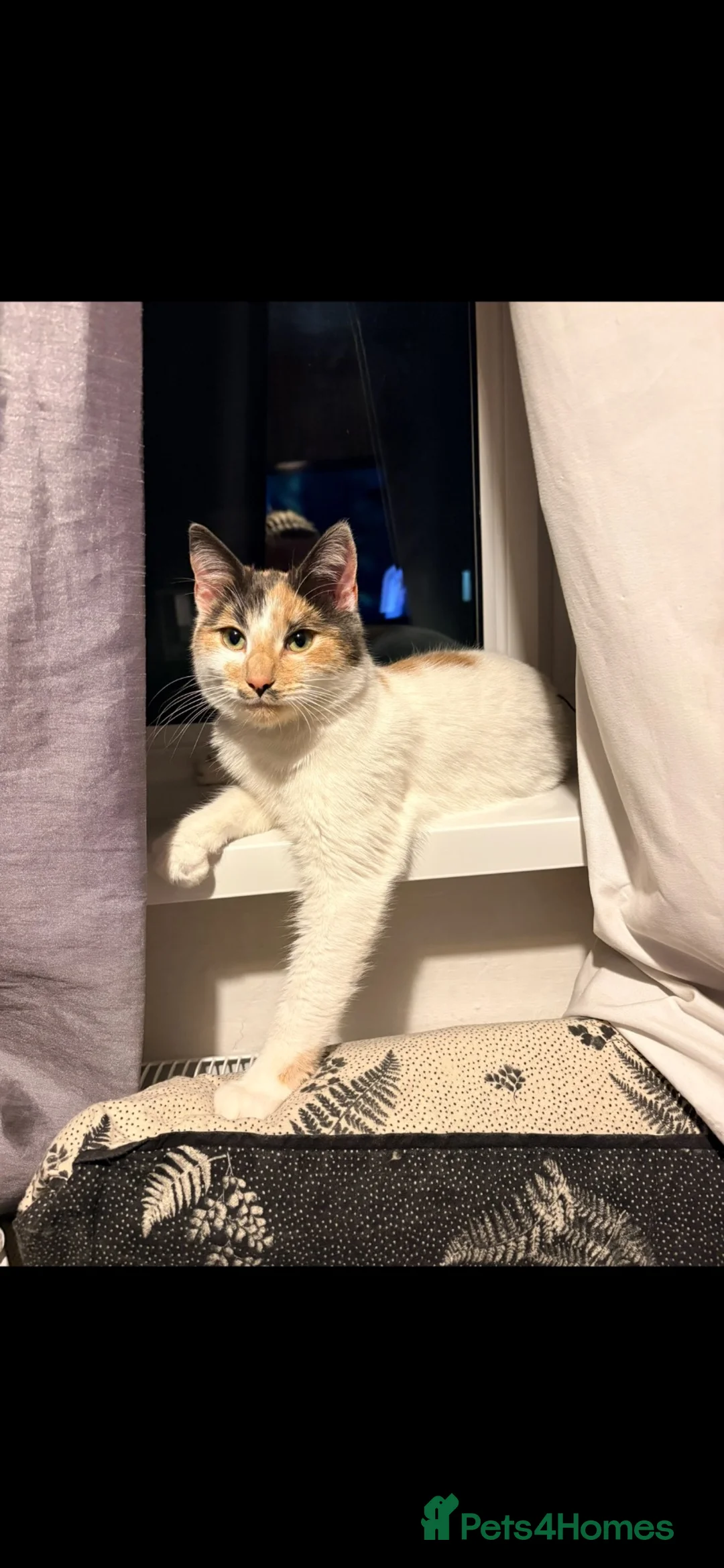 Mixed Breed cats for sale: Mother & daughter, want to go together. - Advert 2