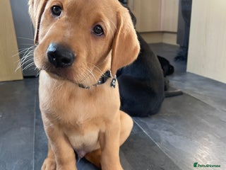 Labrador Retriever dogs - Advert 21