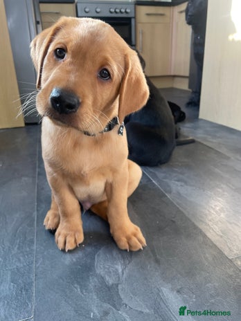 Labrador Retriever dogs - Advert 6