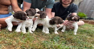 English Springer Spaniel dogs - Advert 9