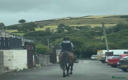 Irish Thoroughbred horses for sale: Lovely 15h mare - Image 4