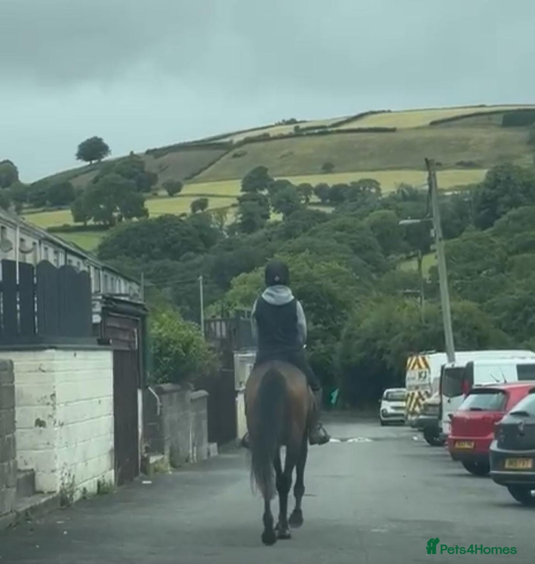 Irish Thoroughbred horses for sale: Lovely 15h mare - Image 4