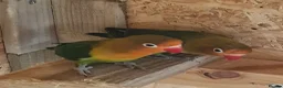 Lovebirds birds for sale: ✨️🦜Beautiful Fischer's Lovebird for Sale! 🦜✨ in Saint Helens - Advert 10
