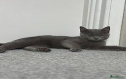 Scottish Fold cats for sale: Two straight gorgeous Boys 🐾 - Image 2