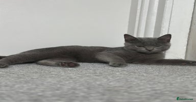 Scottish Fold cats - Advert 4