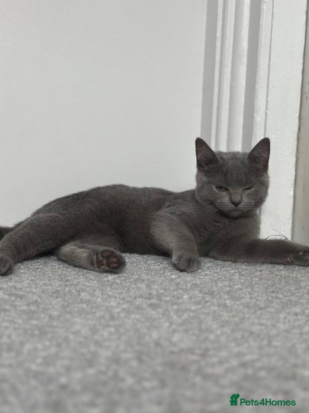 Scottish Fold cats for sale: Two straight gorgeous Boys 🐾 - Image 2