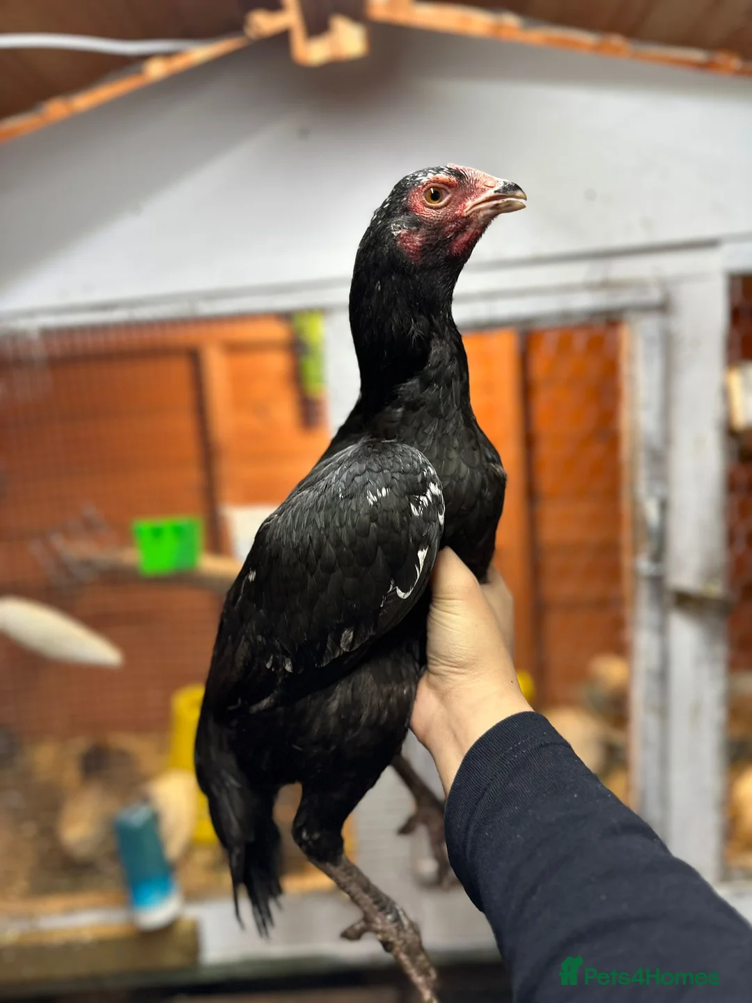 Hens poultry for sale: Aseel and Shamo hens  - Advert 2